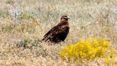 Nesli tehlikedeki bozkır kartalı kırmızı listede