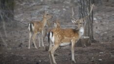 Nesli tükenme tehdidindeki alageyikler yavrularıyla görüntülendi
