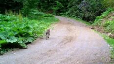 Nesli tükenme tehlikesi altında olan vaşak Düzce’de görüntülendi
