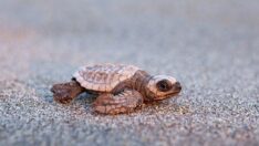 Nesli tükenmekte olan deniz kaplumbağaları 75 yıl sonra ilk kez görüldüler