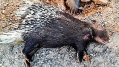 Nesli tükenmekte olan Hint oklu kirpisi araba çarpması sonucu öldü