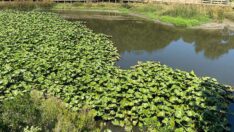 Nilüfer çiçeklerini koparmanın cezası 109 bin lira