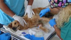 Ormana bırakılan meme kanseri köpek için seferber oldular