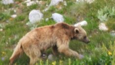 Otomobilin camını kıran ayı içindeki yiyecekleri yedi
