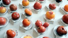 Pazar yeri değil domates fuarı