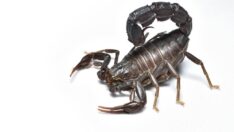 Reuters yazdı: Türkiye’de akrep zehrini topluyor milyonlarca dolara satıyor