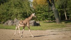 Rothschild zürafası dünyaya geldi