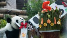 Rusya’da pandalara sürpriz doğum günü partisi