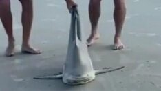 Sahildeki köpekbalığı avı dehşete düşürdü