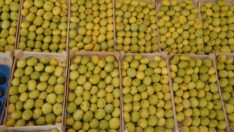 Sarı lop incirinde bolluk umudu