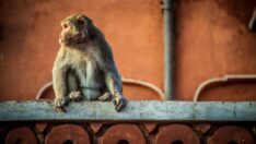 Seks oyuncağı olarak taş kullanan maymunlar şaşkınlık yarattı