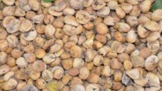 Sezonun ilk kuru inciri, kilosu 400 liradan alındı