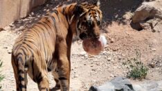 Sıcaktan bunalan hayvanlara buzlu meyve kokteyli