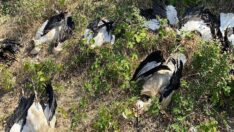 Silivri’de yüzlerce leylek öldü: ‘Hepimiz için utanç verici’