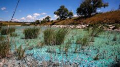 Su kaynaklarında siyanobakteri tehlikesi: Tarımda bile kullanılmamalı