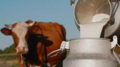 Süt fiyatı çiftlikte üreticiyi markette vatandaş vurdu