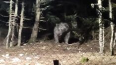 Tatile giden aile ayıyla karşı karşıya geldi