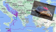 Tuba 17 bin 500 kilometre yol gitti… 7 milyondan fazla izlendi