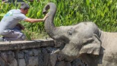 Türkiye’nin ilk fil ailesine İzmir’de özenle bakılıyor