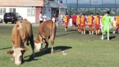 Ümraniyespor’dan inek fotoğrafı ile ilgili açıklama