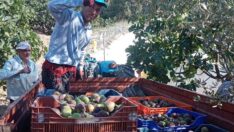 Üretici isyan etti: Siyah incir dalında 5, markette 40 lira