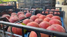 Üreticinin şeftalisi 2 liraya ağaç dalında kaldı! Markette ise şeftali 30 lira