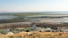 Van Gölü’nde yosunlaşma tehlikesi