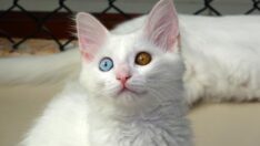 Van’daki Kedi Villası’nda 130 yavru dünyaya geldi