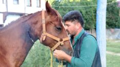 Veteriner ‘ölür’ dedi, bahçe hortumundan yaptığı damarla atını kurtardı