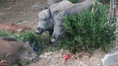 Yaban domuzları Altınoluk’a indi