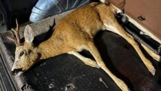 Yaralı geyik tedavi altında: ‘Başka hayvanların saldırısına uğramış olabilir’