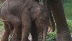 Yeni doğan Sumatra filine özenle bakılıyor