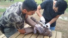 Yılanı bütün halde yutmaya çalışan kartal boğuluyordu