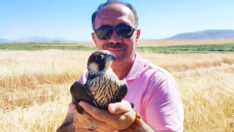 Yol kenarındaki yaralı doğana şefkat eli