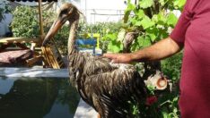 Yolda bulduğu leyleği üç gün şampuanla yıkadı, temizleyemedi