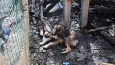 5 yavrusunu kaybeden Kontes yanan evin enkazından ayrılmıyor