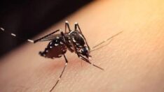 Aedes sivrisinek ısırığı nasıl geçer, belirtileri neler?