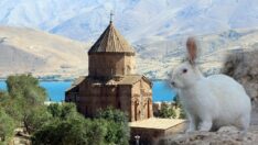 “Akdamar Adası’ndaki tavşanlar toplanmalı”
