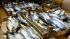 Av sezonu açıldı, ilk balık mezatları yapıldı