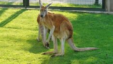 Avustralya’da bir kişi, evde beslediği kangurunun saldırısında öldü
