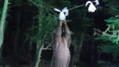 Ayı, kampçıların yiyeceklerini böyle yedi