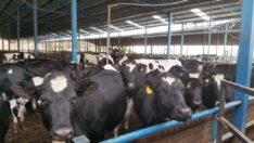 ‘Bıçak kemiğe dayandı’ dedi, hayvan çiftliğini satışa çıkardı: İşte süt üreticisinin hali