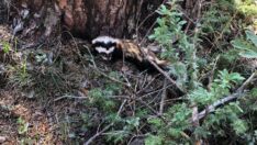 Bolu’da alaca sansar görüldü