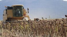 Çiftçi sayısı 500 binin altına demirledi