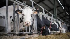 Çiğ süt fiyatları çiftçileri öldürür