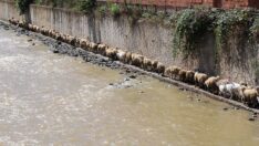 Çoban uyudu, sürü derede mahsur kaldı