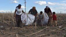 Çoluk çocuk tarla döküntülerini toplayıp ekmek parası çıkarıyorlar