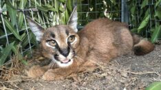 ‘Defne’ doğaya bırakıldı