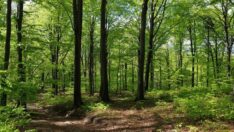 Dikili ağaçlar da satılıyor