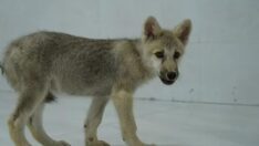 Dünyada bir ilk: Çin’de dünyaya geldi